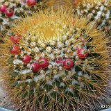 Mammillaria nivosa JLcoll.2869.jpg